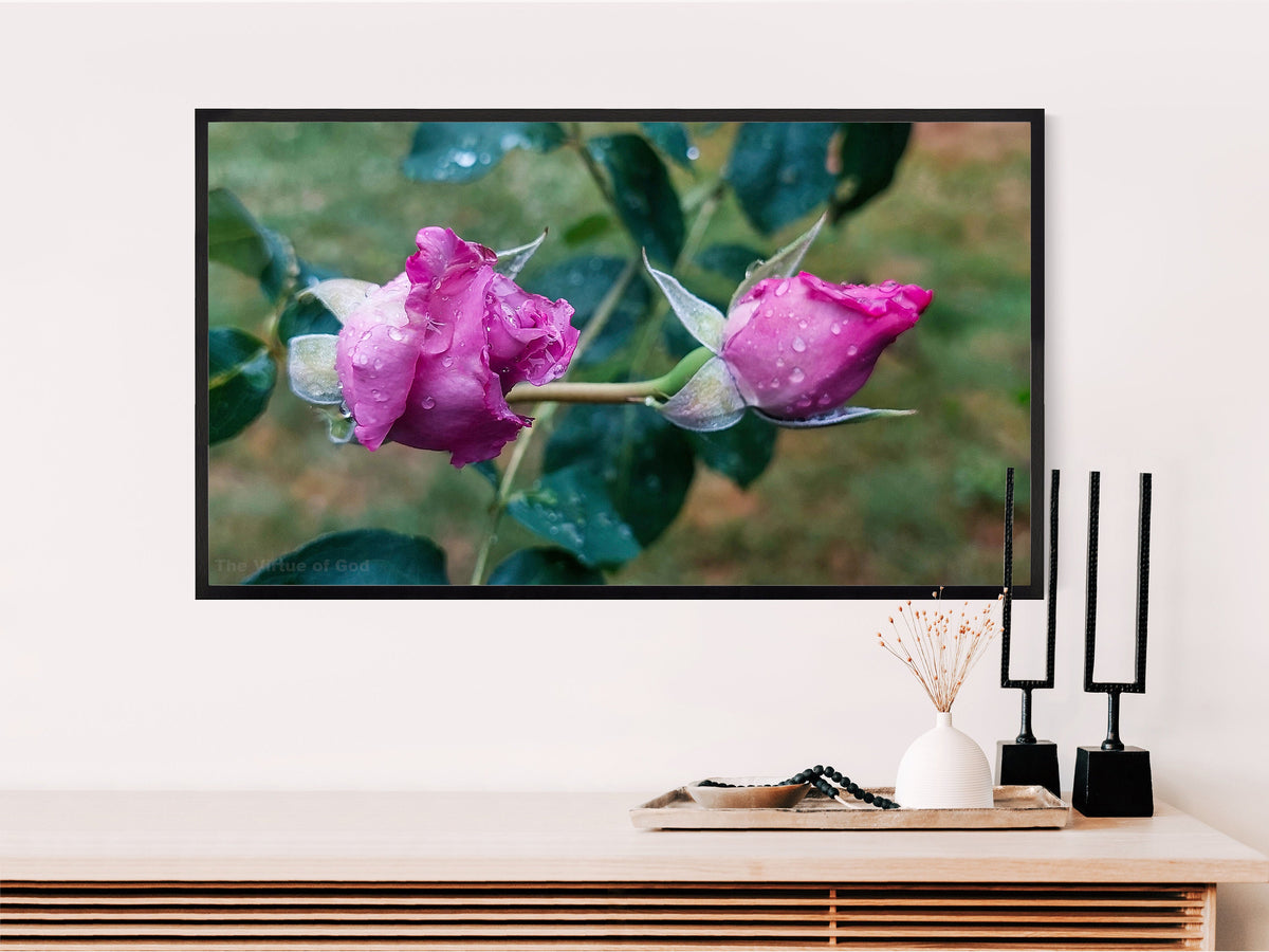 Digital 4 Prints Set-Closeup Photography Floral Gallery Wall Home Décor-Pink Roses with Raindrops-Instant Download Multi-Device Wallpapers