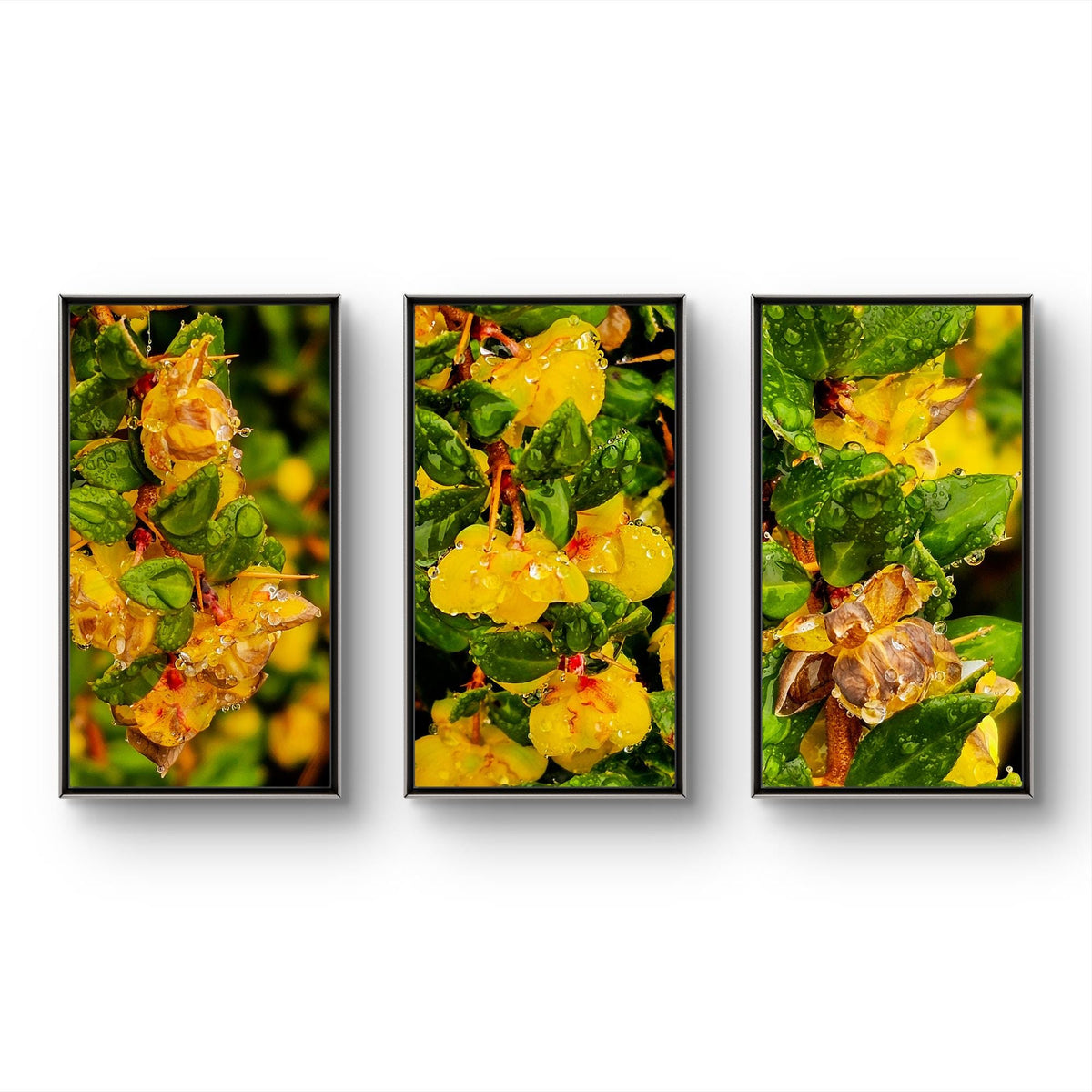 Yellow Flowers with Raindrops Photography