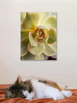 Spring Yellow Succulent Plant  | Nature Macro Photography Print |  Vertical Gallery Wrapped Canvas | Biophilic Style Wall Art
