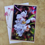 Greeting / Note Cards with Envelopes Featuring Apple Tree Flowers with Raindrops | Original Macro Photography | Blank 4 Cards Set – 4.5”x6.25”, 5.5”x8.5” | Nature Lover Gift