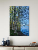 Tranquil Birch Trees by Mountain Lake | Authentic Nature Photography | Vertical Gallery Wrapped Canvas | Living Room, Office, or Cabin Wall Art