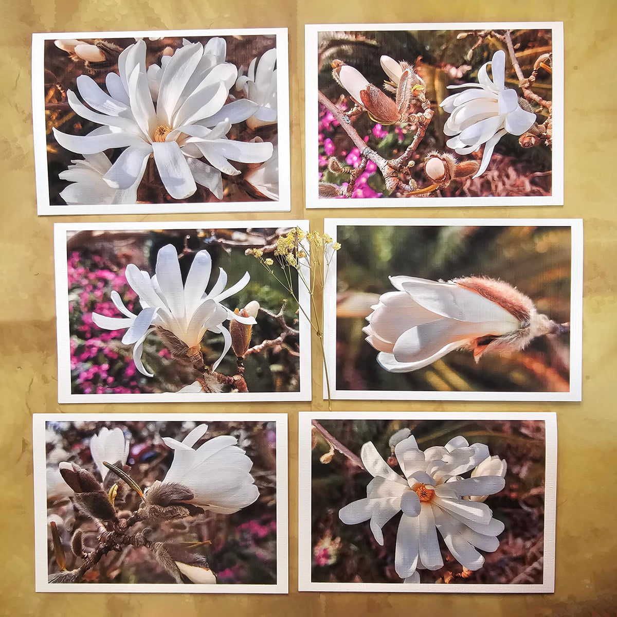 Greeting / Note Cards with Envelopes Featuring White Magnolia Flowers Original Closeup Photography