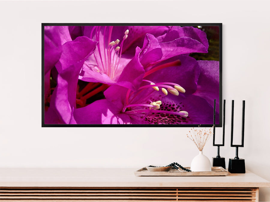 Digital Bundle 10 Prints Set-Purple White Rhododendrons-Macro Photography Gallery Wall Art Décor-Instant Download Multi-Device Wallpaper