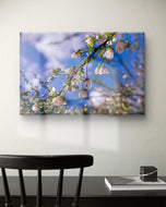 White Spring Blossom with Raindrops | Macro Floral Photography on Horizontal Wrapped Canvas | Modern Botanical Wall Art for Home & Office Décor