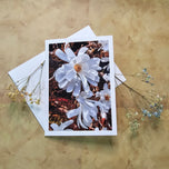 Greeting / Note Cards with Envelopes Featuring White Magnolia Flowers Original Closeup Photography | Blank 6 Cards Set – 4.5”x6.25”, 5.5”x8.5” | Nature Lover Gift