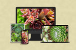 Digital 7 Prints 3x4 Ratio | Vibrant Succulent Plants Authentic Macro Photography | Instant Download for Home Wall Art Décor & Multi-Device Wallpapers