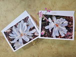 Greeting / Note Cards with Envelopes Featuring White Magnolia Flowers Original Closeup Photography | Blank 6 Cards Set – 7” x 5” | Nature Lover Gift