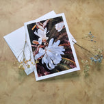 Greeting / Note Cards with Envelopes Featuring White Magnolia Flowers Original Closeup Photography | Blank 6 Cards Set – 4.5”x6.25”, 5.5”x8.5” | Nature Lover Gift