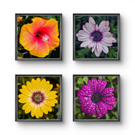 Vibrant Flowers with Raindrops Canvas Wall Art Set of 4 | Authentic Macro Photography | Square Unframed Prints