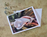 Greeting / Note Cards with Envelopes Featuring White Magnolia Flowers Original Closeup Photography | Blank 6 Cards Set – 7” x 5” | Nature Lover Gift