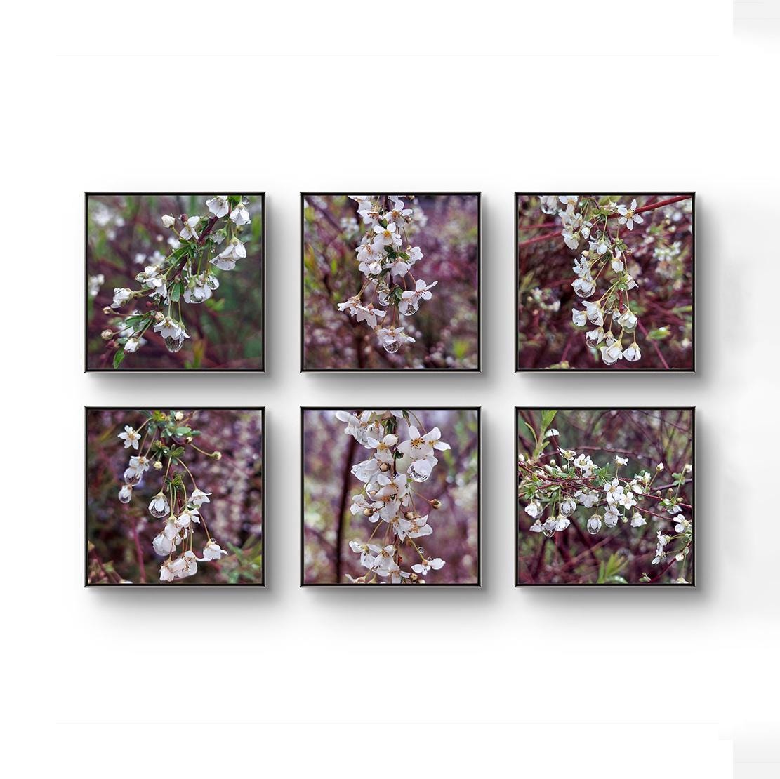 White Spring Flowers with Raindrops Canvas Gallery  Wall Art Set of 6