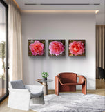Pink Rose Flowers with Raindrops-Authentic Nature Macro Photography-Unframed Canvas Square 3 Prints Set-Modern Wall Art Home Décor Pictures