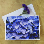 Greeting / Note Cards with Envelopes Featuring Vibrant Hydrangea Blossoms Original Macro Photography | Blank 4 Cards Set – 7” x 5” | Nature Lover Gift