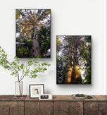 Forest Trees in Sunset Unframed Canvas Vertical Print Set of 2 | Authentic Nature Photography Wall Art | Biophilic Home Office Decor