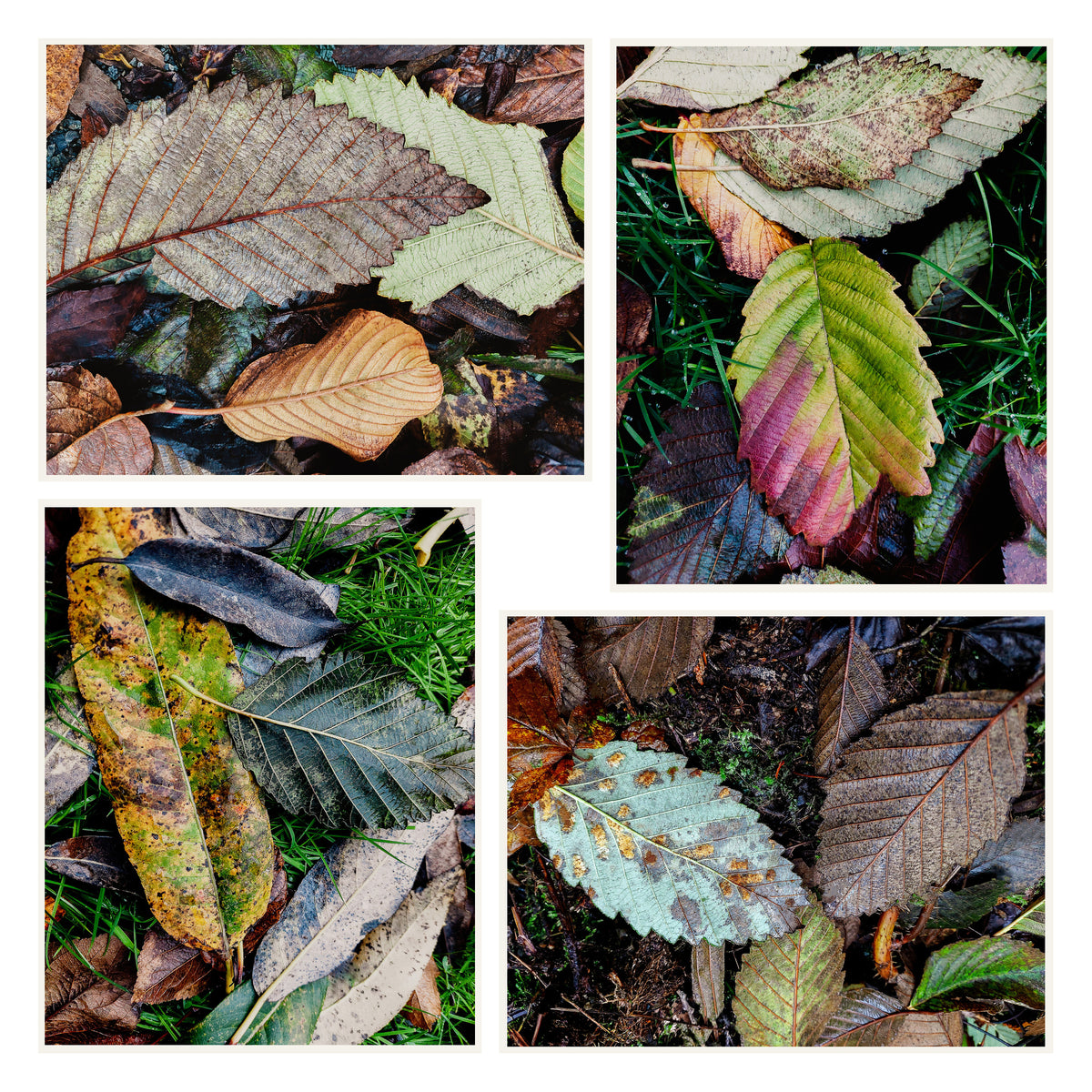 Fall Leaves Canvas Wall Art Set of 4 Unframed Prints