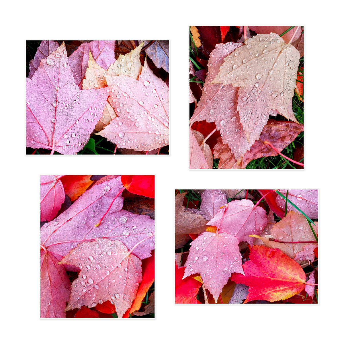Pink and Red Leaves Canvas Prints Set of 4