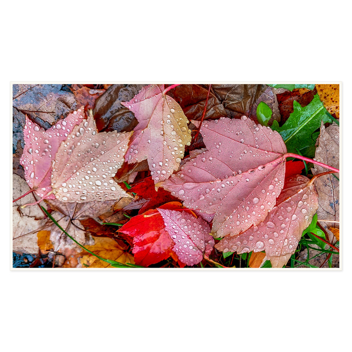 Blush Autumn Leaves in Rain Photography