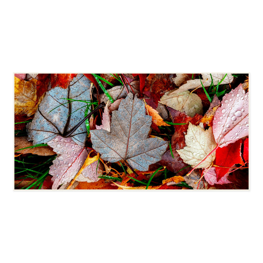 Raindrops on Pink and Blue-Gray Autumn Leaves