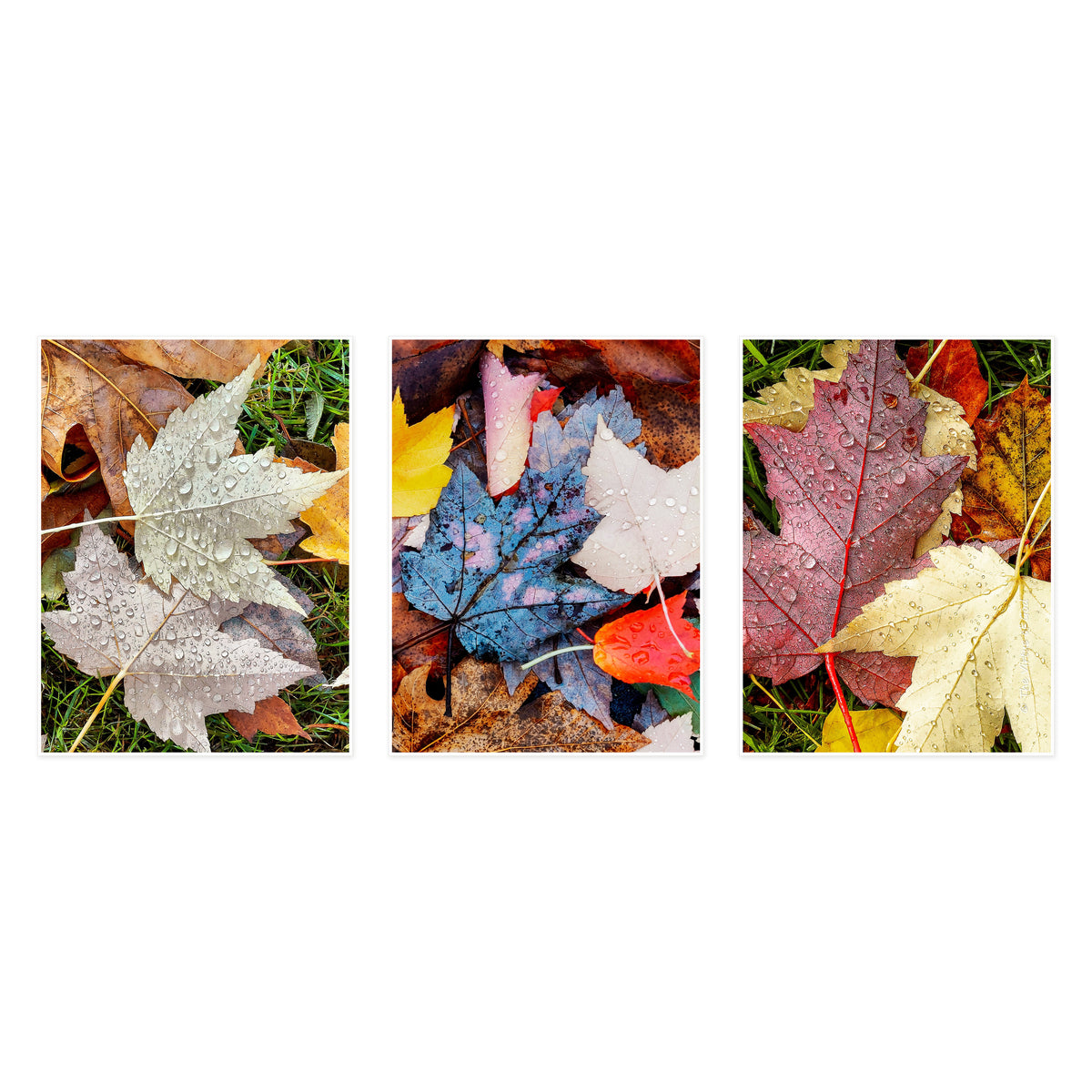 Autumn Rain Foliage Fine Art Photography by Martha Solo