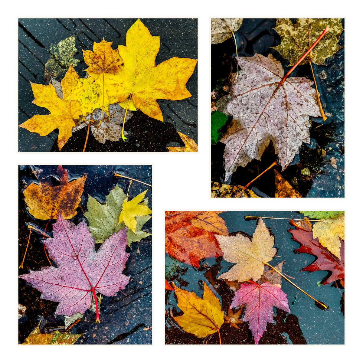 Rainy Autumn Leaves in Gold and Pink
