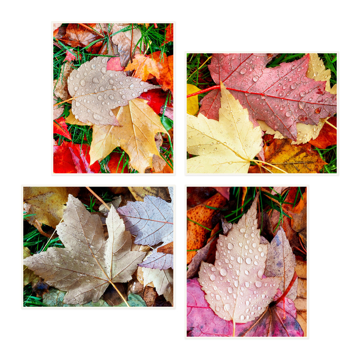 Raindrops on Autumn Leaves