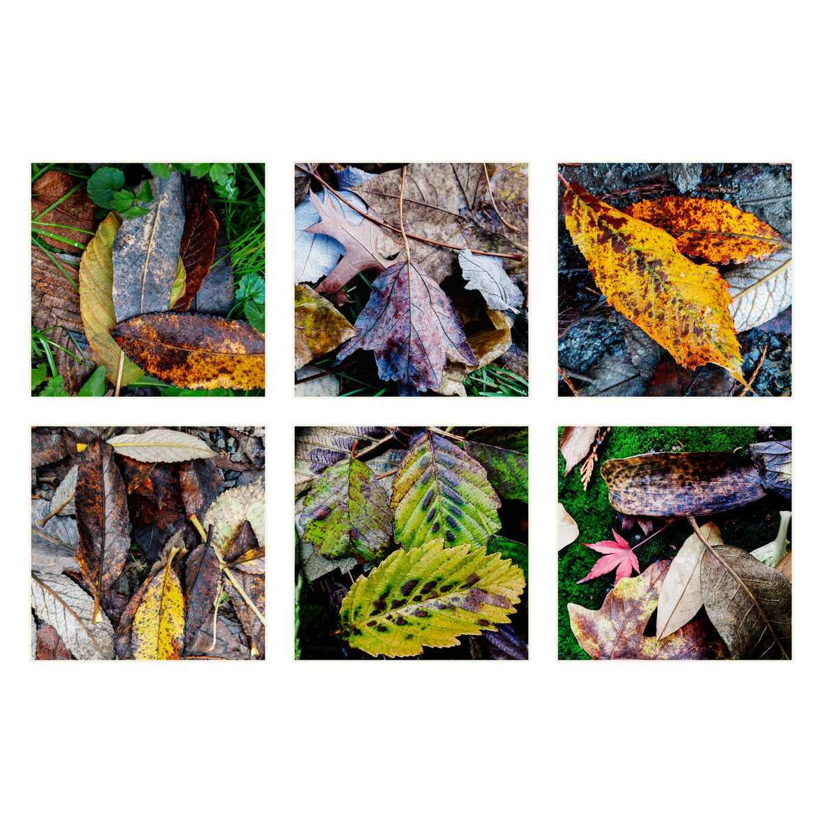 Autumn Leaves Canvas Wall Art Set of 6
