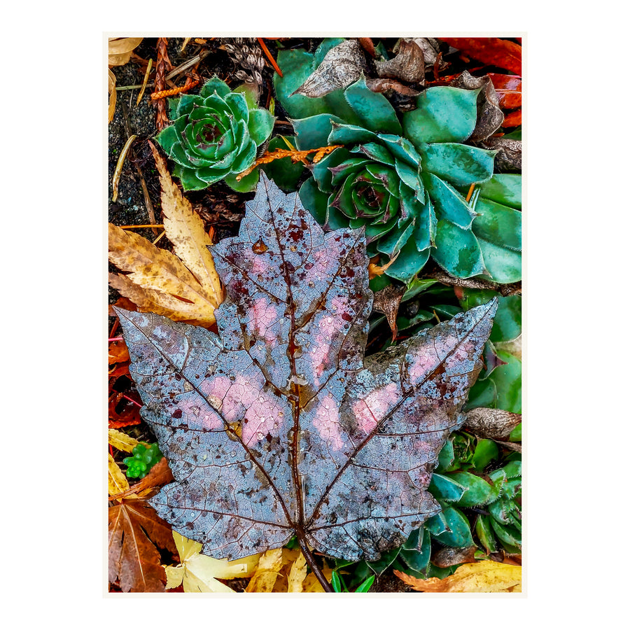 Raindrops on a Blue Autumn Leaf