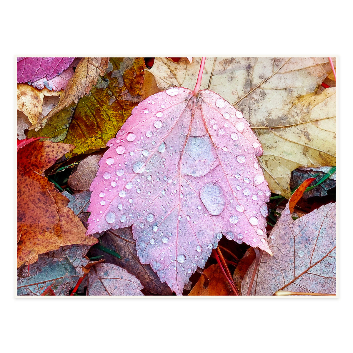 Autumn Leaves with Raindrops Canvas Wall Art