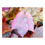 Autumn Leaves with Raindrops Canvas Wall Art | Macro Photography Print