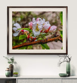 Apple Blossom Raindrop Canvas Print Set of 4 | Capture Spring's First Rain | Authentic Macro Photography | Biophilic Horizontal Wall Art for Home Décor