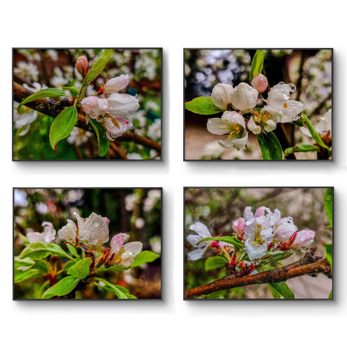 Apple Blossom Raindrop Canvas Unframed Print Set of 4