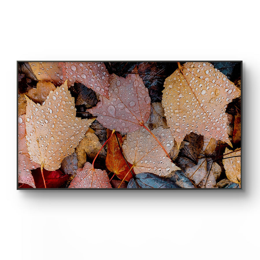 Autumn Leaves with Raindrop Authentic Macro Photography Horizontal Print