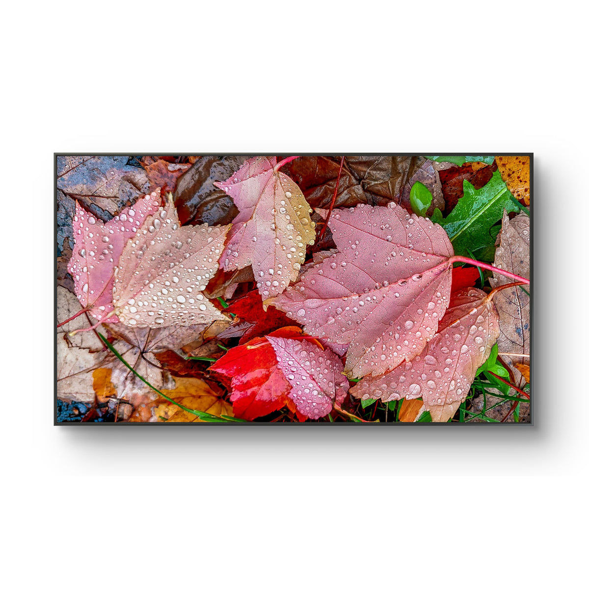 Autumn Leaves with Raindrop Authentic Macro Photography Horizontal Print