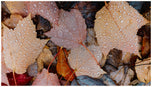 Autumn Leaves with Raindrop Photography Fine Art| Unframed Canvas Wall Art