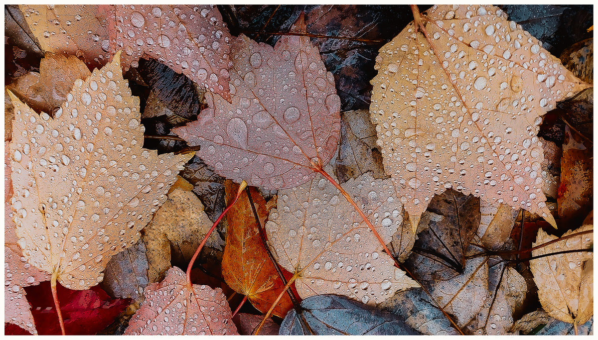 Autumn Leaves with Raindrop Photography Fine Art