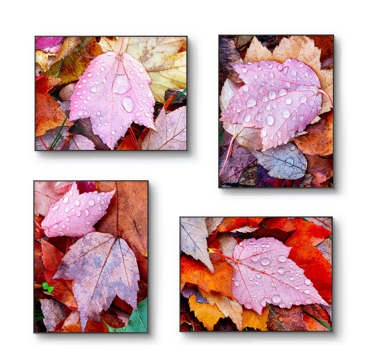 Autumn Pink Leaves Authentic Macro Photography