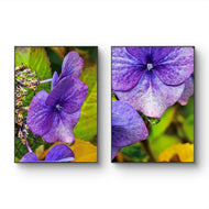 Autumn Rain Purple Hydrangea Macro Photography | Set of 2 Unframed Canvas Prints | Biophilic Wall Art