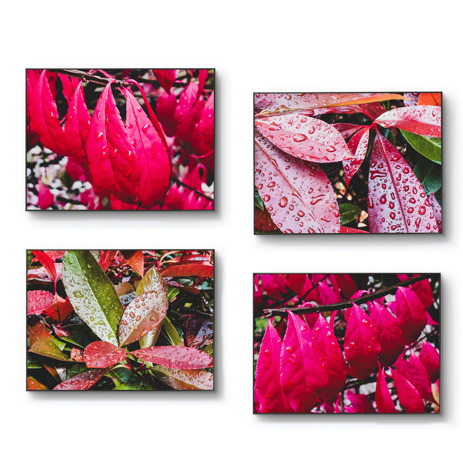 Autumn Rain Red Leaves Authentic Macro Photography