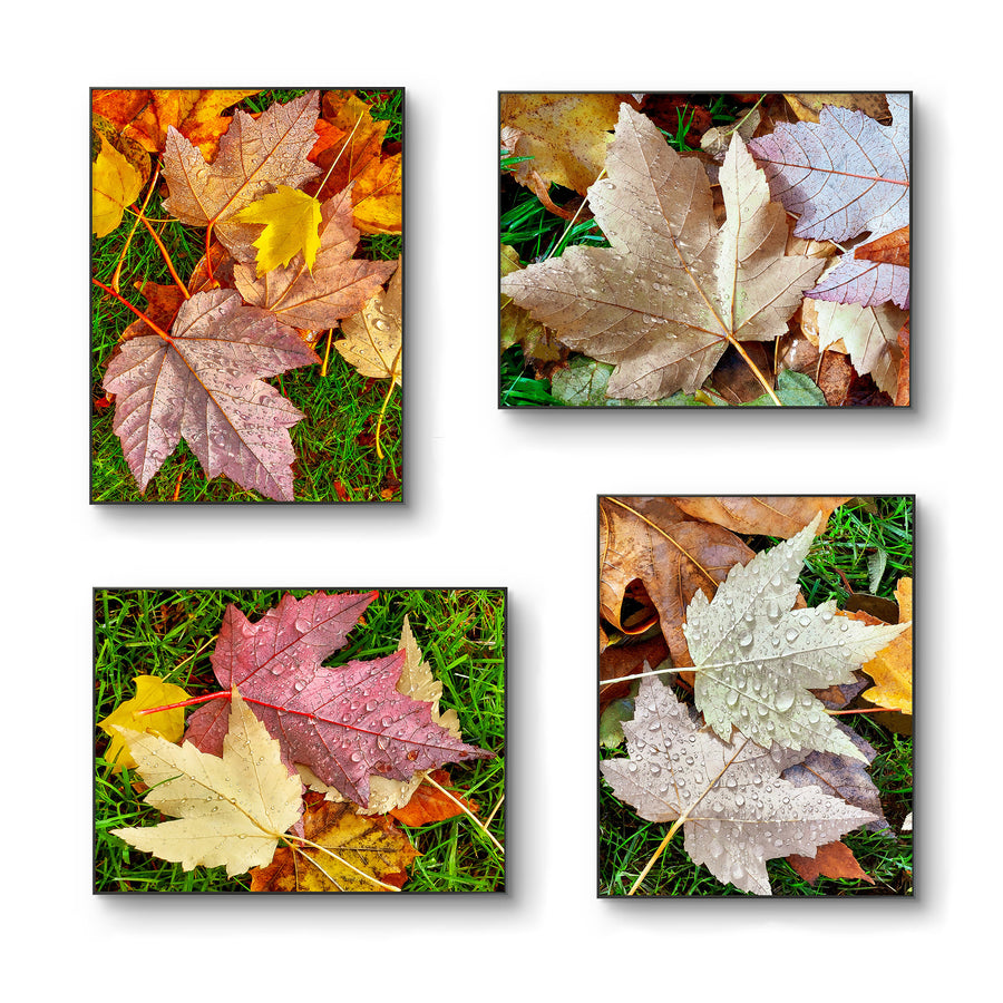 Autumn Rain Vibrant Leaves Authentic Macro Photography