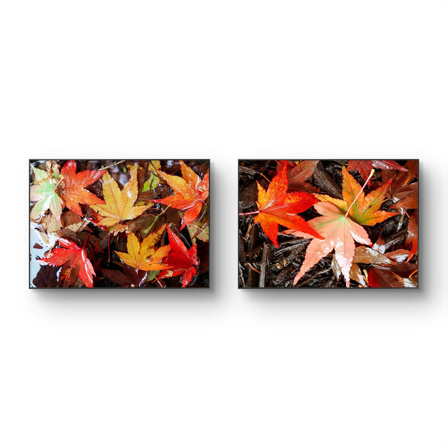 Autumn Rainy Leaves Authentic Macro Photography
