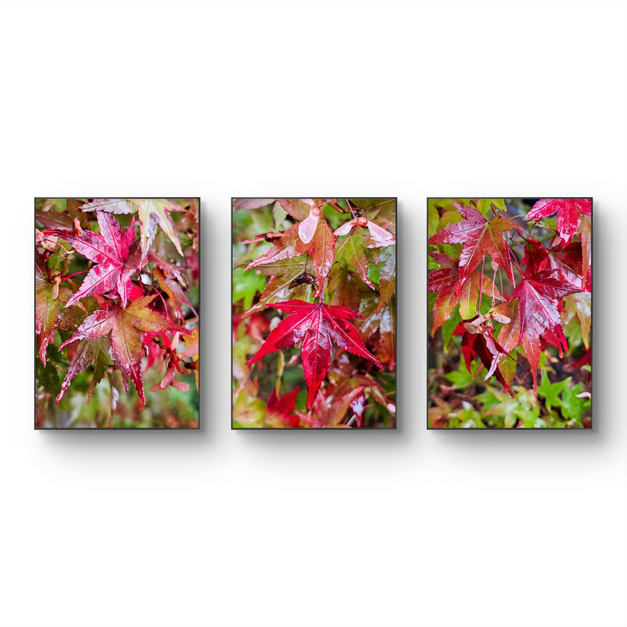 Autumn Rainy Maple Leaves Photography Set of 3