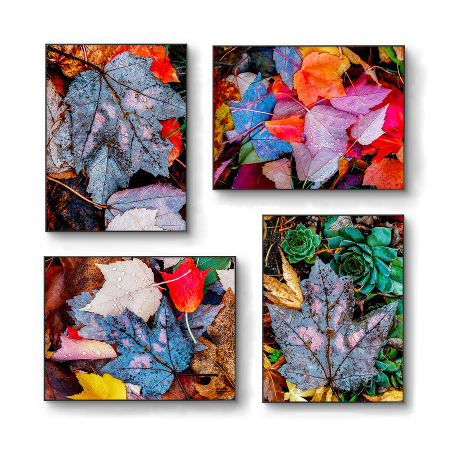 Autumn Vibrant Leaves Authentic Closeup Photography