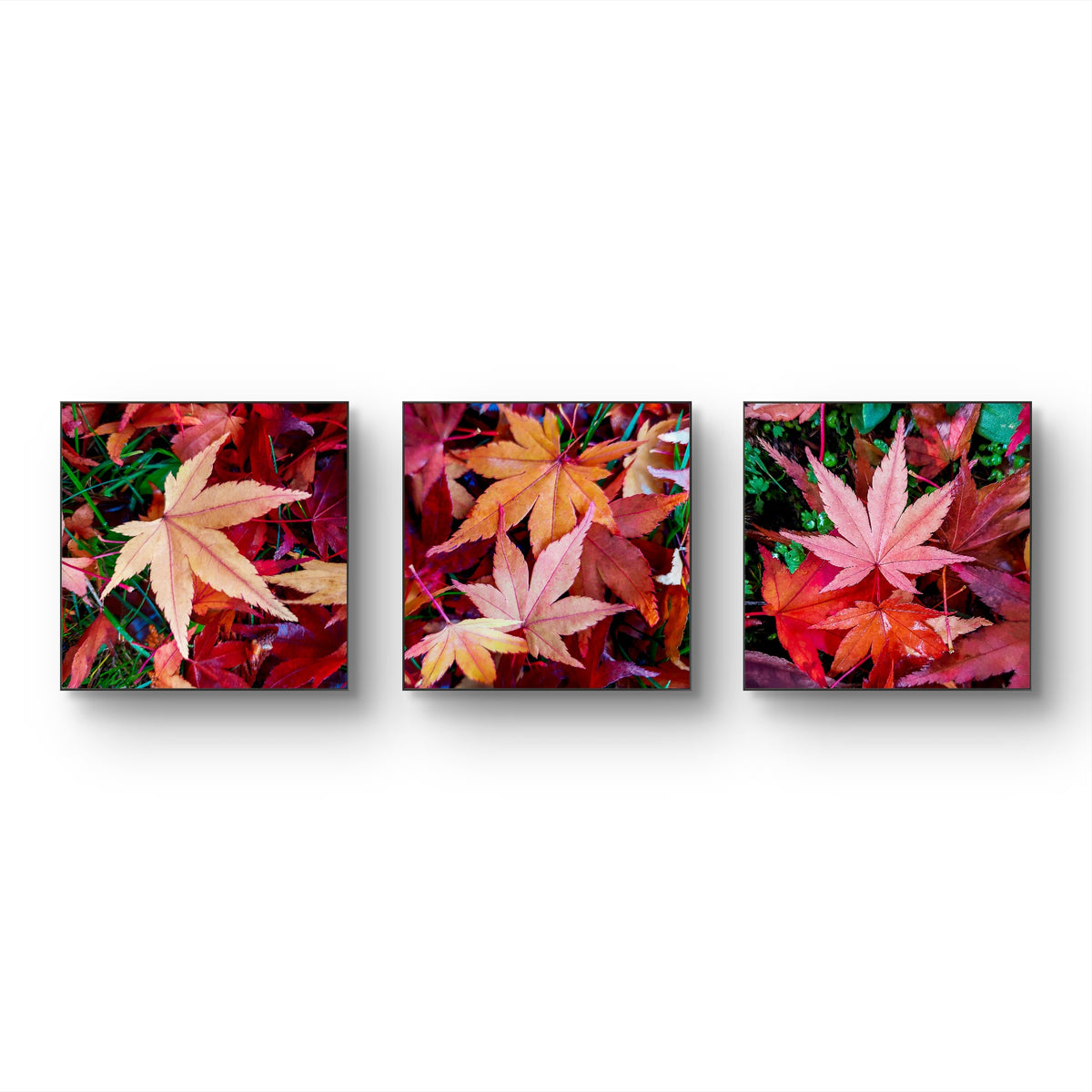Autumn Vibrant Leaves Macro Photography Set of 3