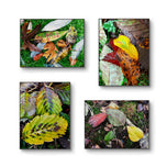 Autumn Vibrant Leaves Wall Art Set of 4 | Nature Closeup Original Photography | Unstretched Canvas Print | Biophilic Home & Office Décor