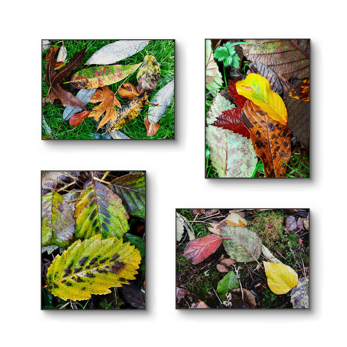 Autumn Vibrant Leaves Wall Art Set of 4