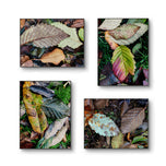 Autumn Vibrant Leaves Wall Art Set of 4 | Nature Closeup Original Photography | Unstretched Canvas Print | Biophilic Home & Office Decor