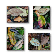 Autumn Vibrant Leaves Wall Art Set of 4 | Nature Closeup Original Photography | Unstretched Canvas Print | Biophilic Home & Office Decor