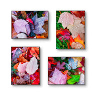 Autumn Vibrant Rain-Kissed Leaves Biophilic Wall Art Decor | Authentic Macro Nature Photography | Unstretched Canvas Set of 4 Prints