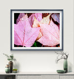 Autumn Vibrant Red Pink Rain-Kissed Leaves Biophilic Wall Art Decor | Authentic Macro Nature Photography | Unstretched Canvas Set of 4 Prints