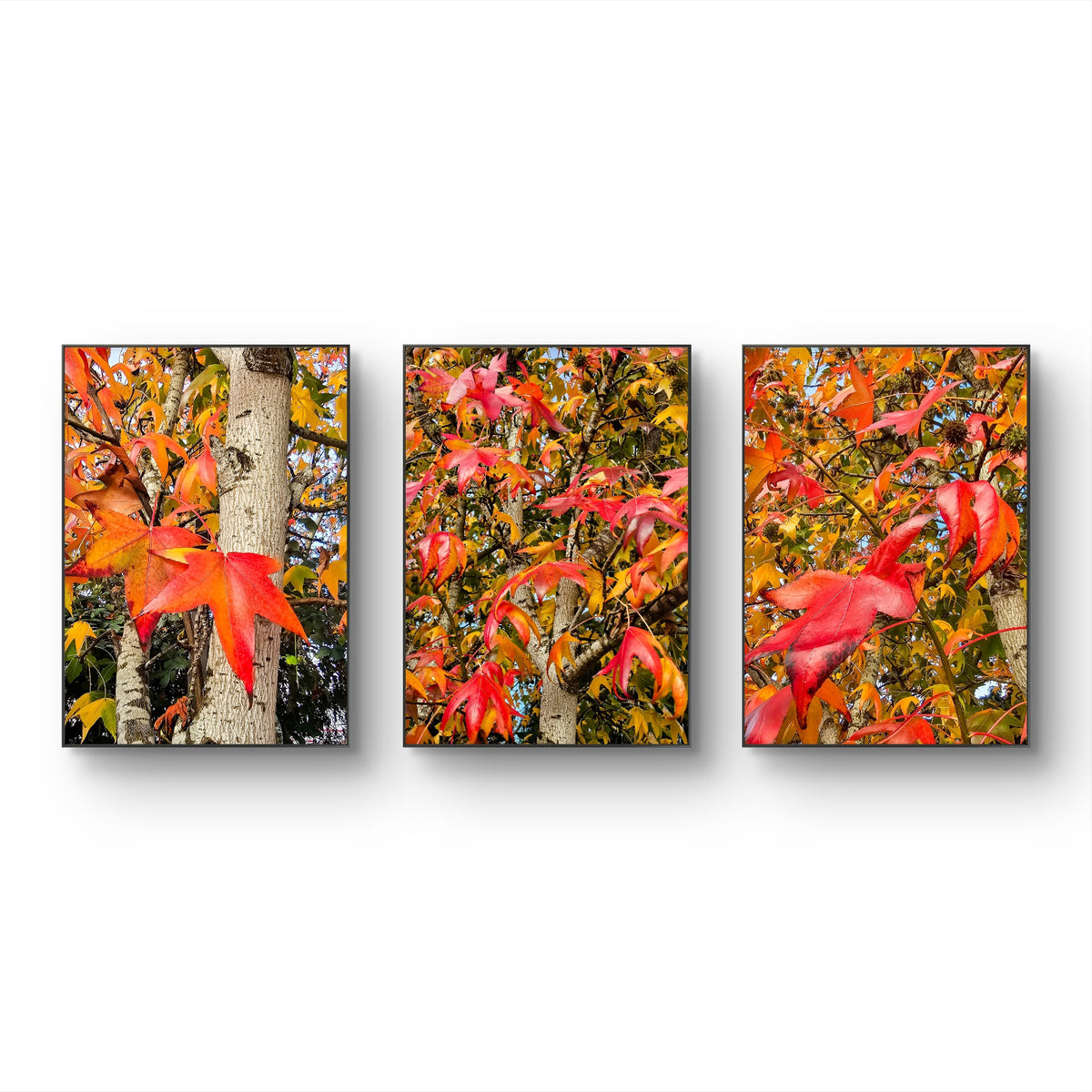 Autumn Vibrant Trees - Authentic Closeup Photography - 3 Piece Vertical Unframed Canvas Print Set - Biophilic Fall Wall Art Decor